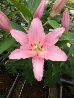 [5247 Barrage No02.JPG]